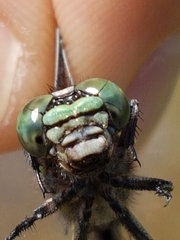 Ophiogomphus colubrinus