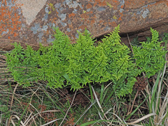 Cheilanthes quadripinnata