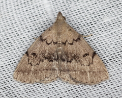 Zanclognatha dentata