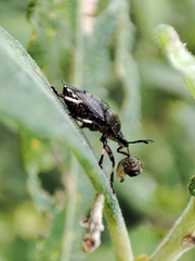 Rhacognathus punctatus