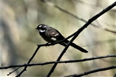 Rhipidura albiscapa alisteri