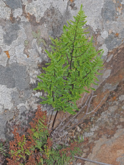 Cheilanthes quadripinnata
