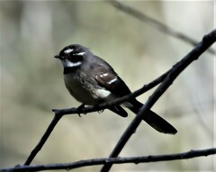 Rhipidura albiscapa alisteri