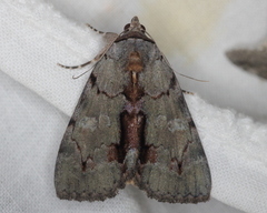 Catocala grynea