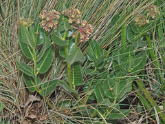 Xysmalobium parviflorum