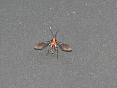 Saurita vindonissa