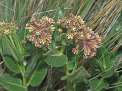 Xysmalobium parviflorum