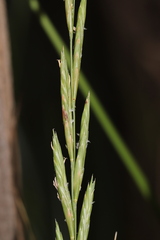 Brachypodium phoenicoides