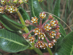 Xysmalobium parviflorum