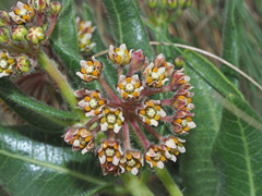 Xysmalobium parviflorum
