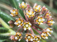 Xysmalobium parviflorum