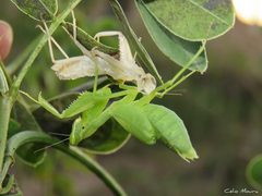 Photiomantis planicephala