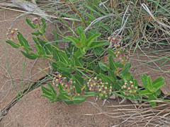 Xysmalobium parviflorum