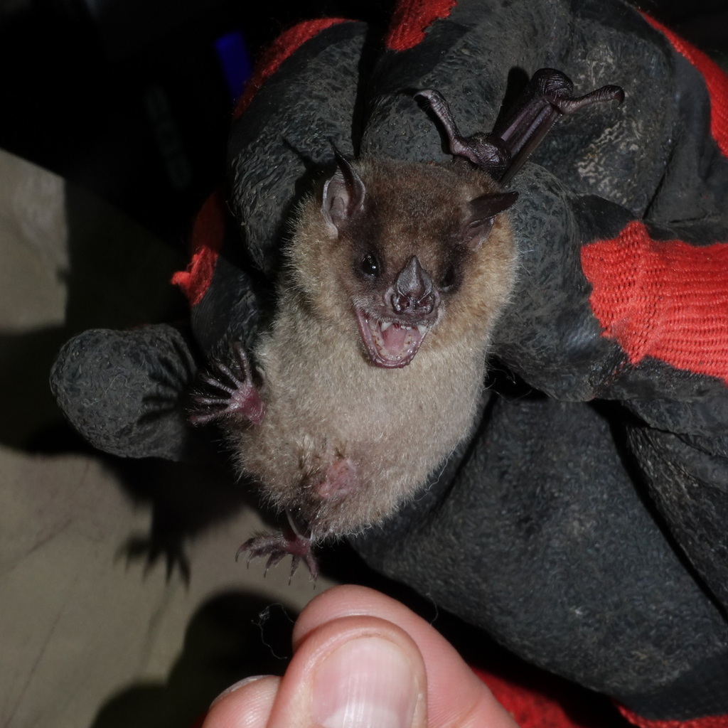 Gianna's Yellow-Shouldered Bat