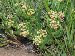 Xysmalobium parviflorum