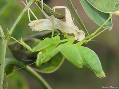 Photiomantis planicephala