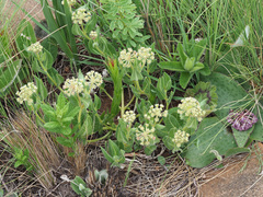 Xysmalobium parviflorum