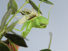 Photiomantis planicephala