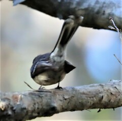 Rhipidura albiscapa alisteri