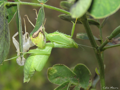 Photiomantis planicephala