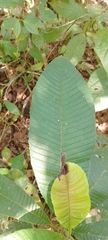 Pinzona coriacea