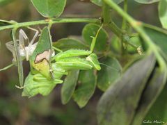 Photiomantis planicephala