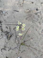Melanthieae