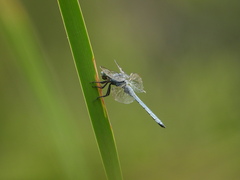 Orthetrum lineostigma