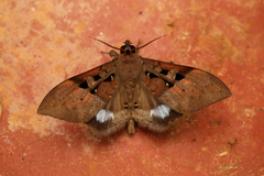 Ischyja marapok