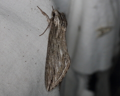 Sphinx canadensis