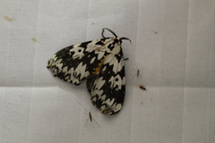 Lymantria fuliginosa