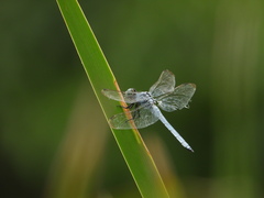 Orthetrum lineostigma