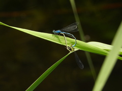 Paracercion v-nigrum