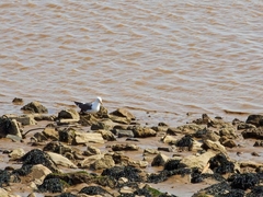Larus fuscus