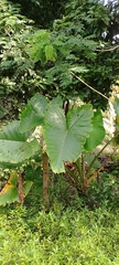 Xanthosoma undipes