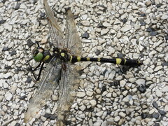 Epophthalmia elegans