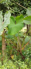Xanthosoma undipes