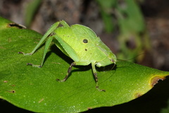 Frontinus