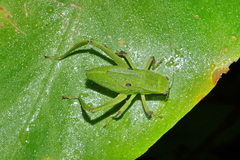 Frontinus