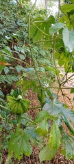 Passiflora serratodigitata
