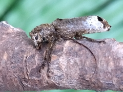 Sthenias gracilicornis