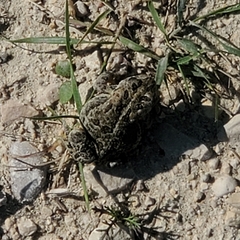 Anaxyrus hemiophrys