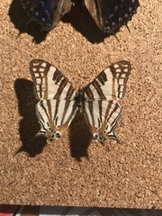 Graphium eurous