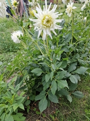 Dahlia pinnata