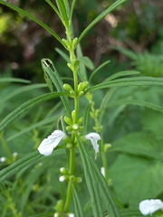 Leucas longifolia