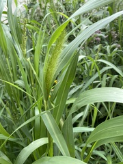 Setaria italica