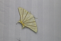 Ourapteryx marginata