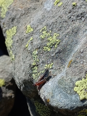 Chorthippus cialancensis