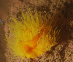 Dendrophyllia arbuscula