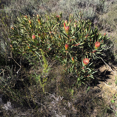 Protea burchellii